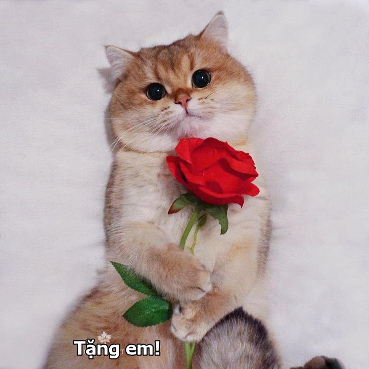 Tổng hợp meme mèo tặng hoa hài hước, cute, đáng yêu