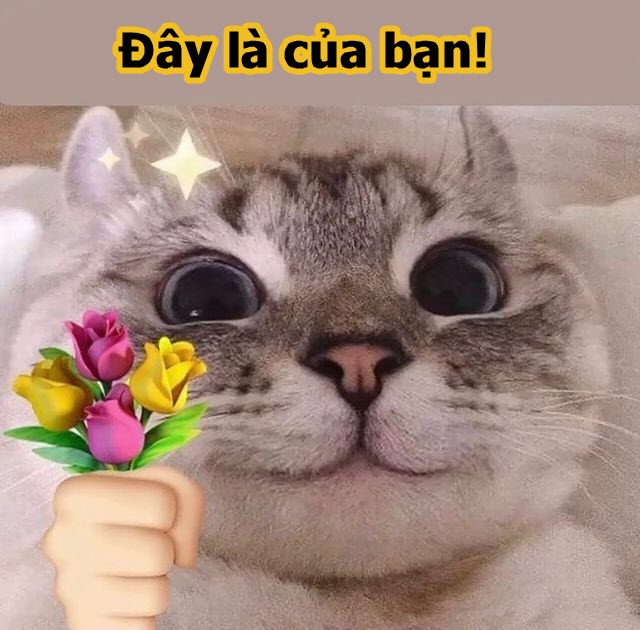 Tổng hợp meme mèo tặng hoa hài hước, cute, đáng yêu