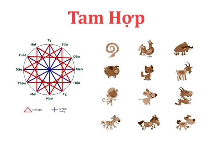 Tuổi Tỵ sinh năm nào? Tuổi Tỵ hợp với tuổi nào trong sự nghiệp, hôn nhân