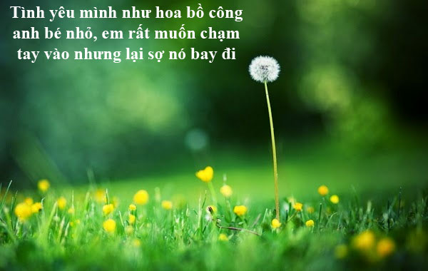 Câu nói hay về hoa, cap về hoa, stt về hoa hay và ý nghĩa