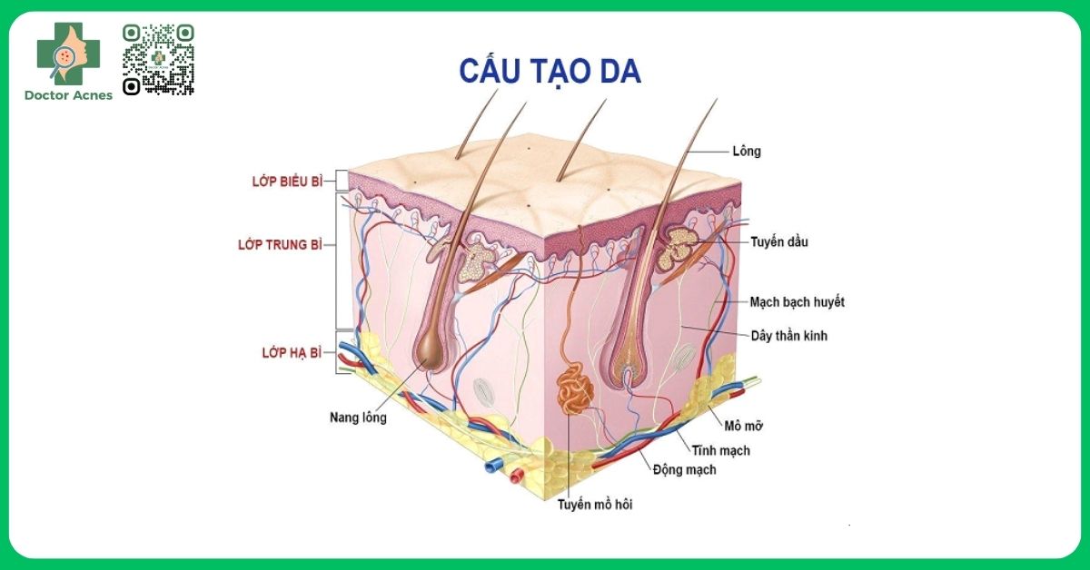 Sinh lý và giải phẫu cấu trúc da