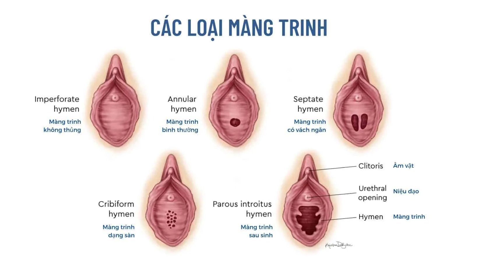 Hình ảnh giải phẫu cấu tạo bộ phận sinh dục nữ 3D