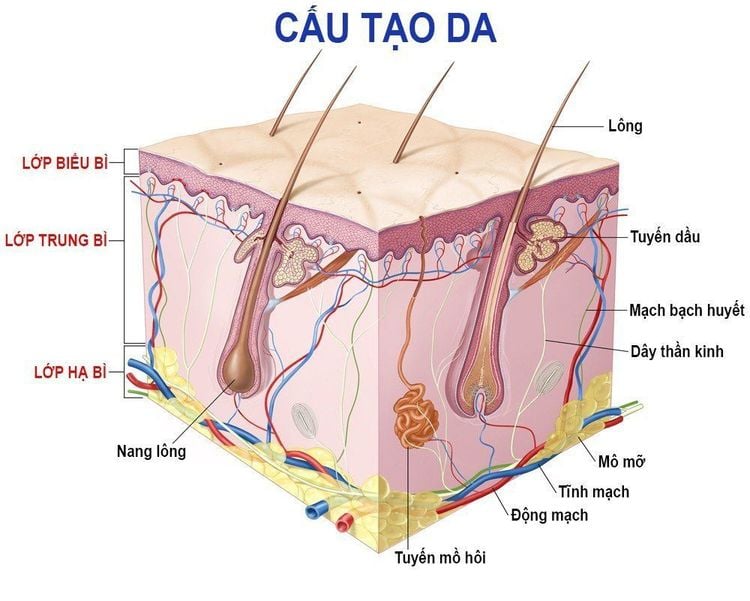 Cấu trúc của da, các tầng lớp và vai trò