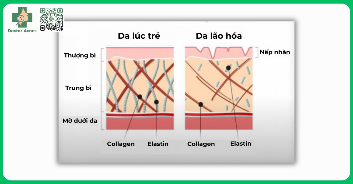 Sinh lý và giải phẫu cấu trúc da