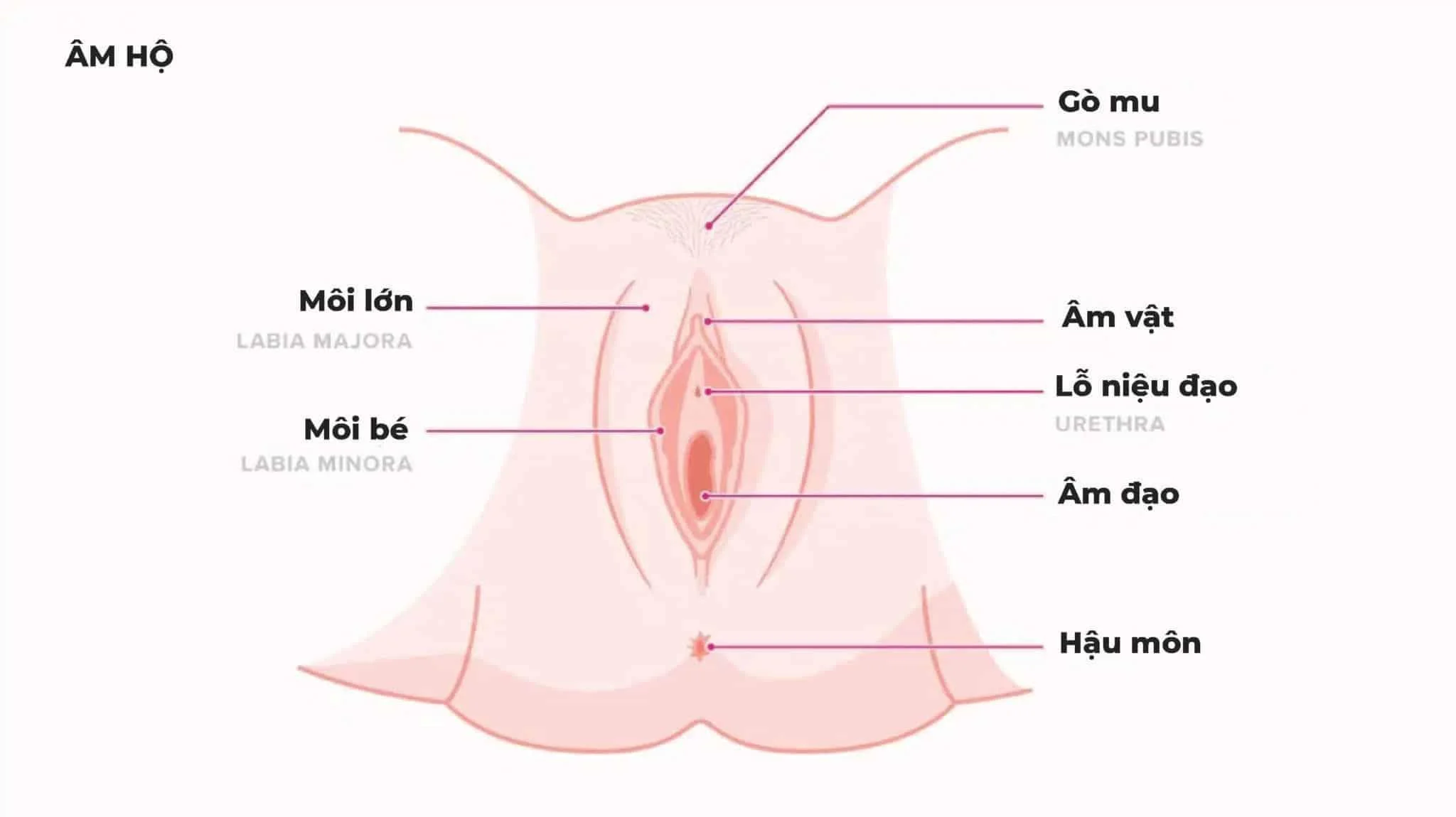 Hình ảnh giải phẫu cấu tạo bộ phận sinh dục nữ 3D