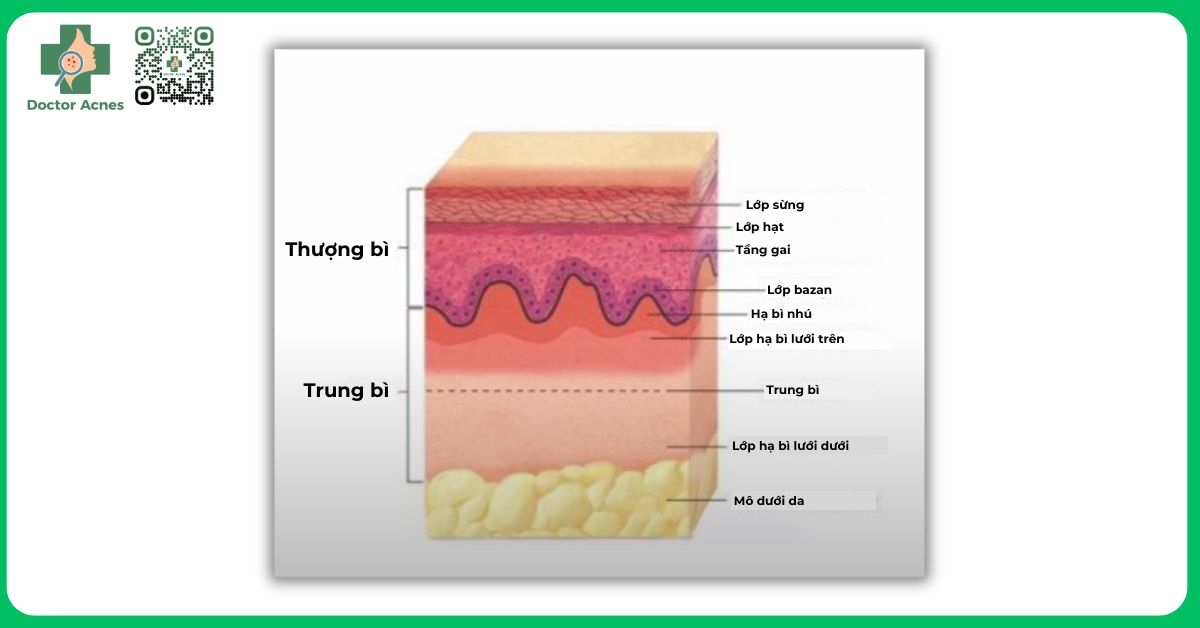 Sinh lý và giải phẫu cấu trúc da