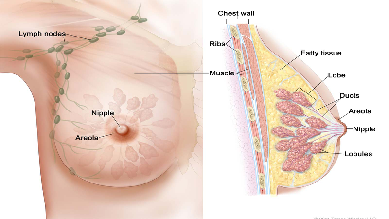 Ngực (vú): Cấu tạo, chức năng và các bệnh lý thường gặp