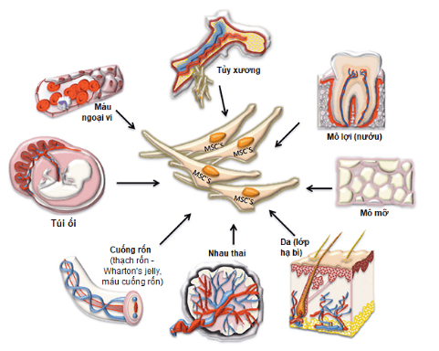 Tế bào gốc lấy từ đâu? Ứng dụng và điều trị những bệnh lý nào