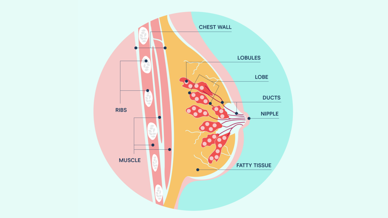 Giải phẫu ngực: Sự khác nhau ở nam và nữ cùng những bệnh lý liên quan