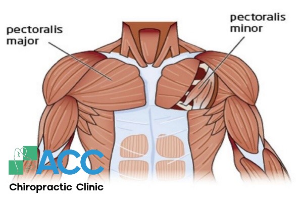 Đau cơ ngực là gì? Nguyên nhân, triệu chứng và cách điều trị