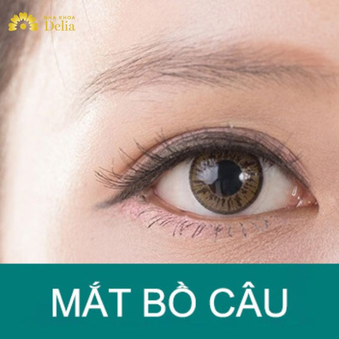 Mắt bồ câu là gì? Tướng mắt bồ câu đẹp hay xấu? Có ý nghĩa gì?