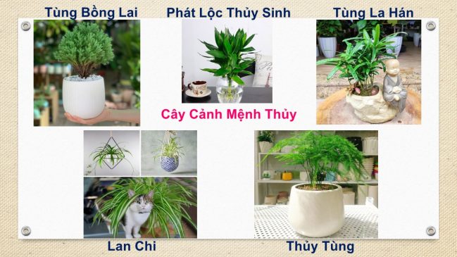 Tuổi Hợi hợp cây gì? Cây phong thủy tuổi Hợi: 1971, 1983, 1995, 2007