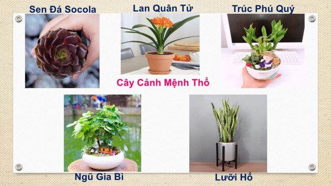 Tuổi Hợi hợp cây gì? Cây phong thủy tuổi Hợi: 1971, 1983, 1995, 2007