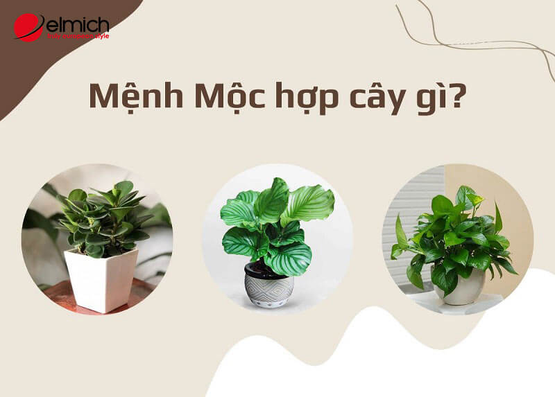 Mệnh Mộc hợp mệnh gì? Giải mã chi tiết A - Z cùng chuyên gia