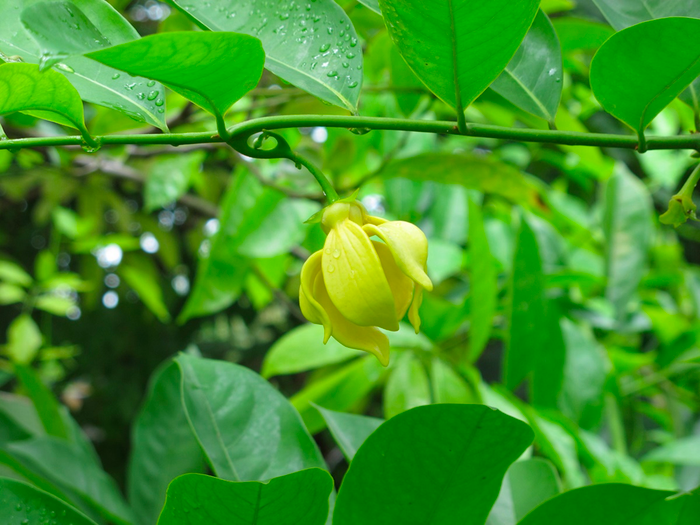 Top 10 Loại Hoa Cúng Chưng Bàn Thờ Thu Hút Tài Lộc Và Mang Ý Nghĩa