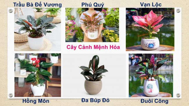 Tuổi Mão hợp cây gì? Cây phong thủy tuổi Mão: 1963, 1975, 1987, 1999